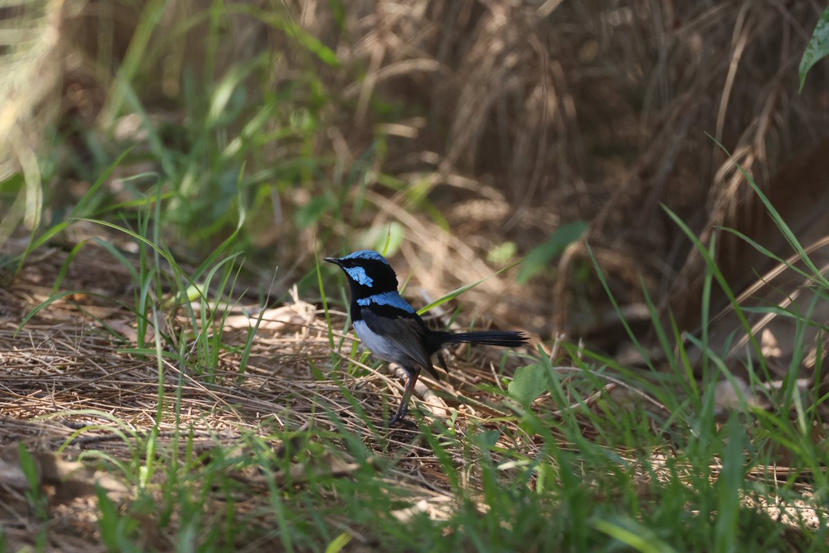 StellaBella67's tweet image. Random nature selection I took this week.
#kangaroo #fairywren #joey #sky