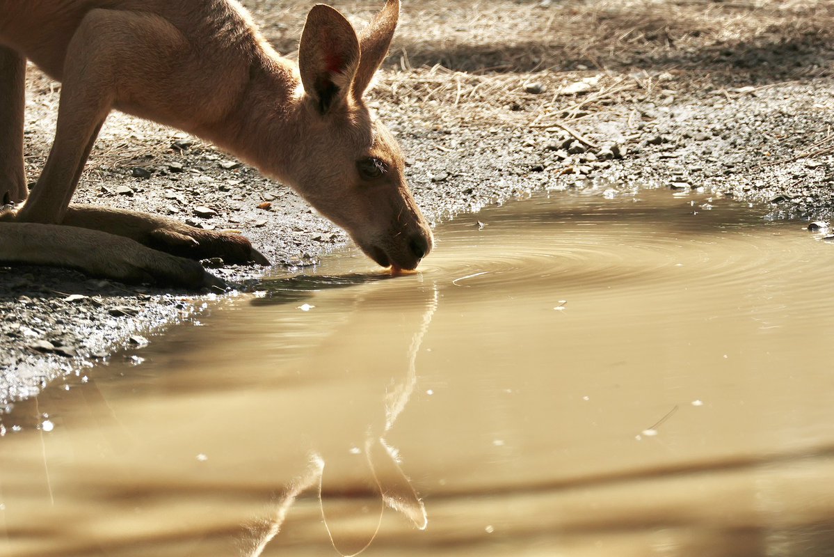StellaBella67's tweet image. Random nature selection I took this week.
#kangaroo #fairywren #joey #sky