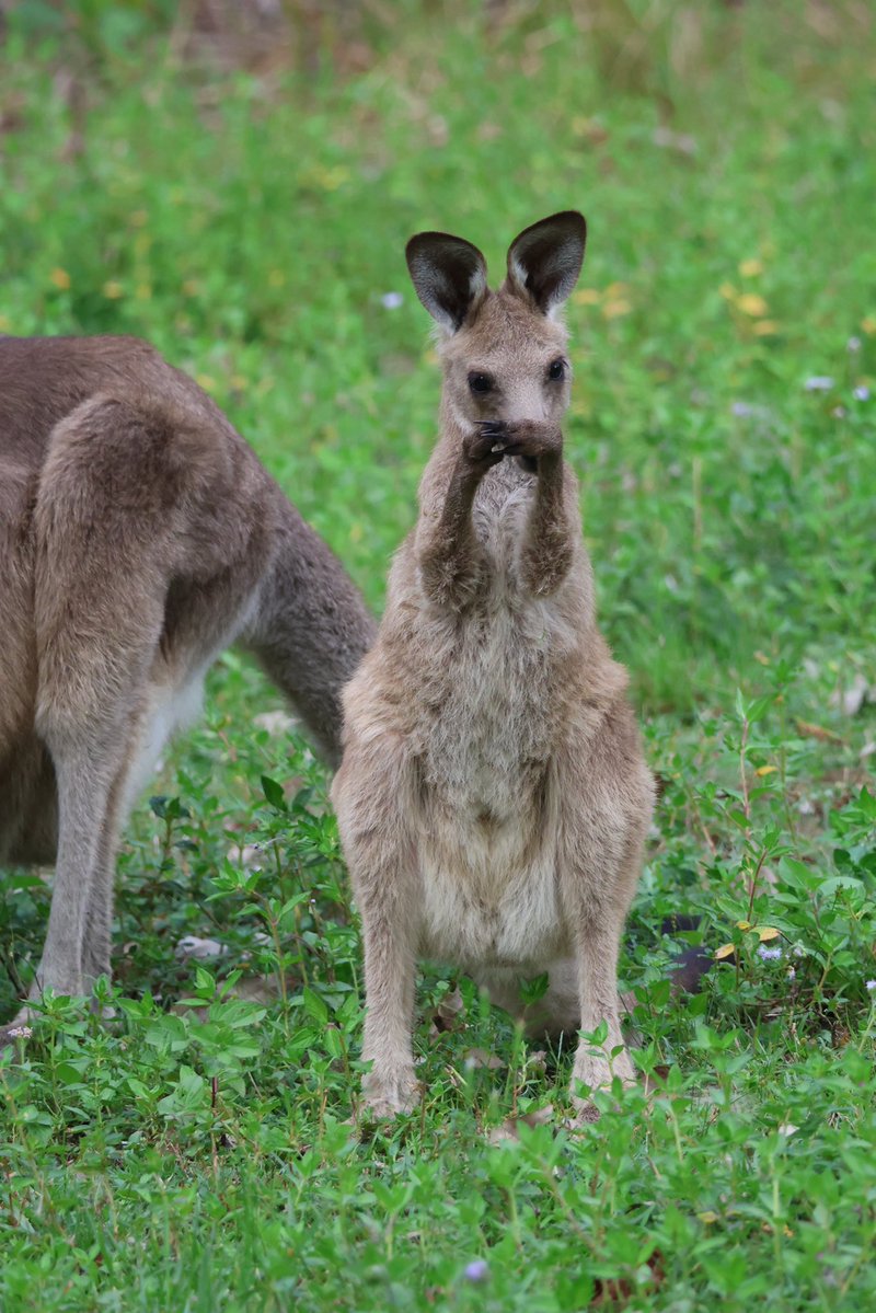 StellaBella67's tweet image. Random nature selection I took this week.
#kangaroo #fairywren #joey #sky