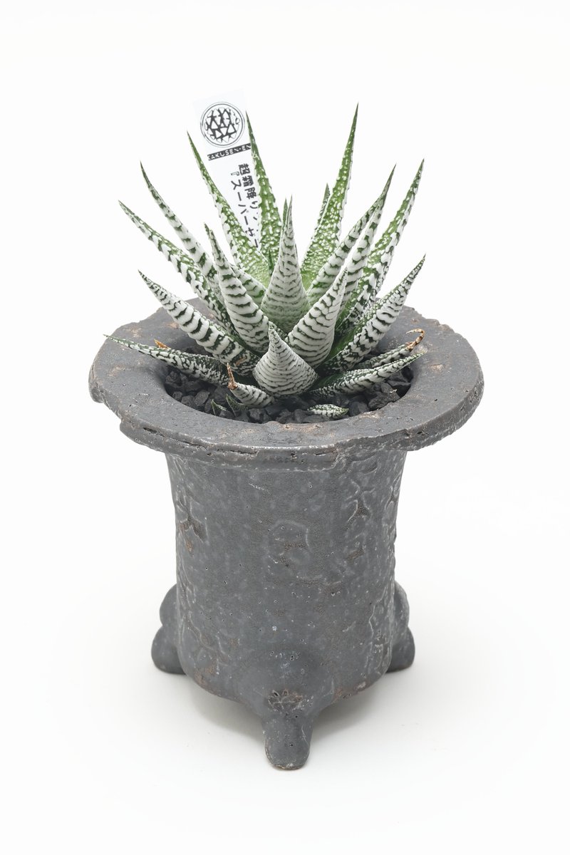 久しぶりに、鶴仙園さん（ <a href="/kakusenen/">𝗞𝗔𝗞𝗨𝗦𝗘𝗡-𝗘𝗡</a> ）
砂糖をまぶしたようなスーパーゼブラ
美味しそう☘️