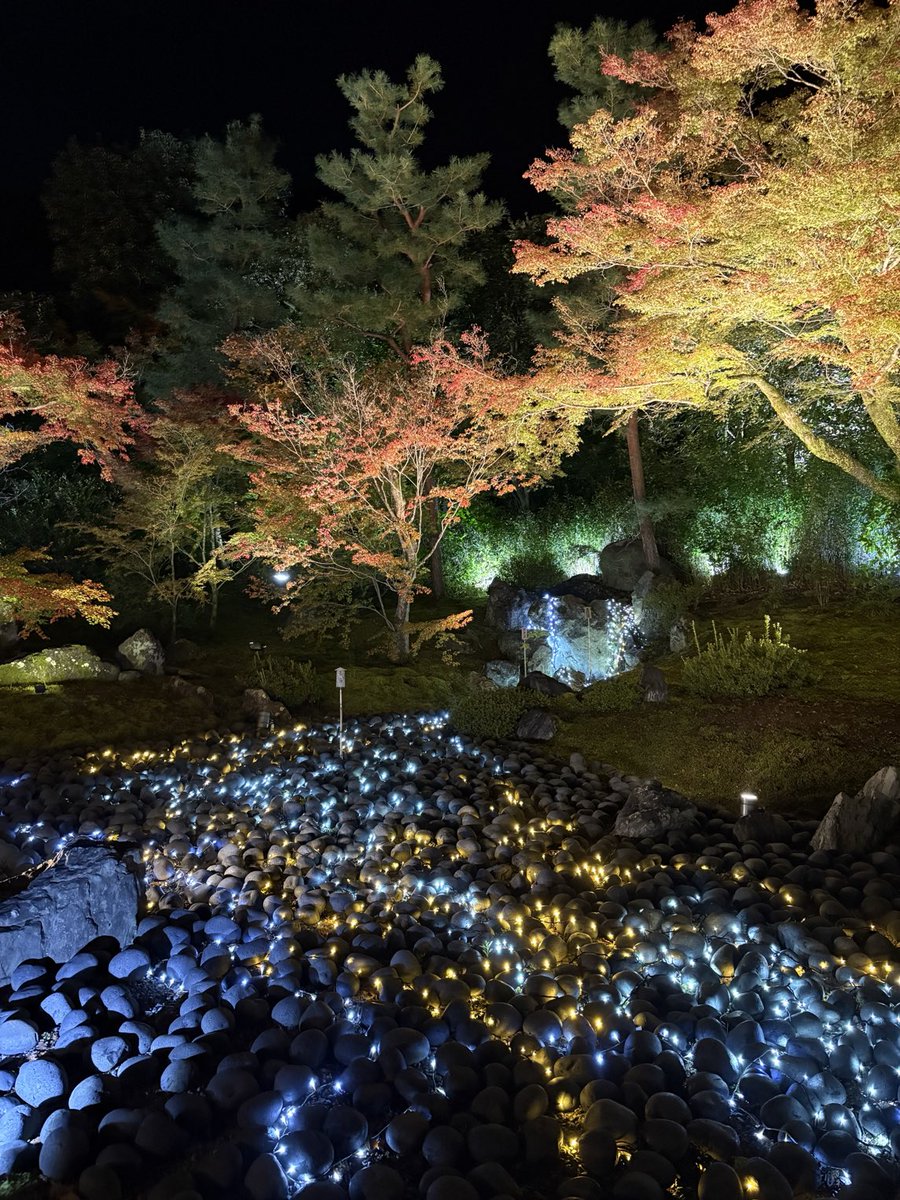hogonin's tweet photo. だんだん見事になってきました。
#宝厳院　#嵐山　#紅葉
#秋の特別拝観　#ライトアップ
#そうだ京都行こう https://t.co/QaBLNFnIg2