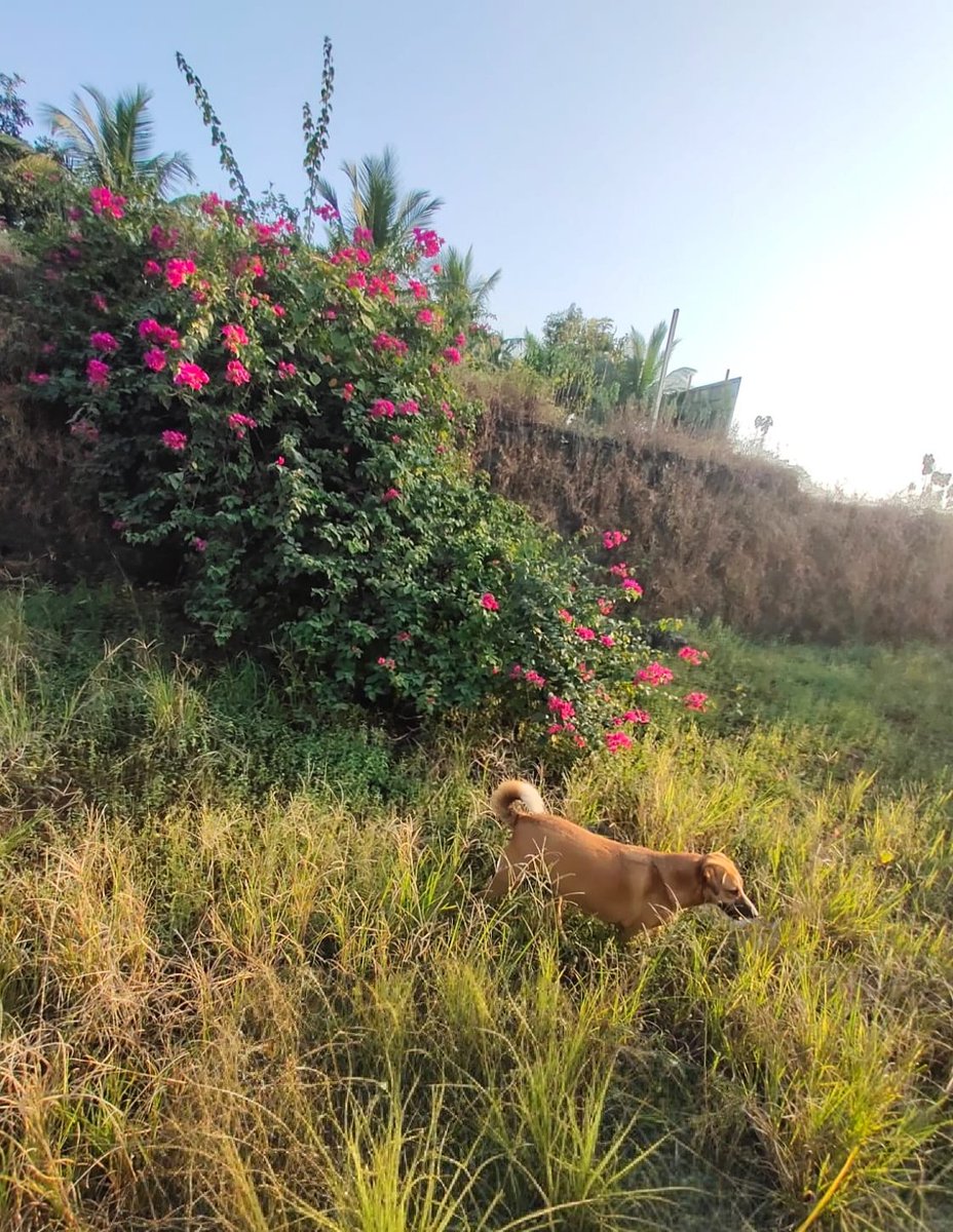 BickM57310737's tweet image. Saw it 
Liked it 
So clicked it !!!

Daisy