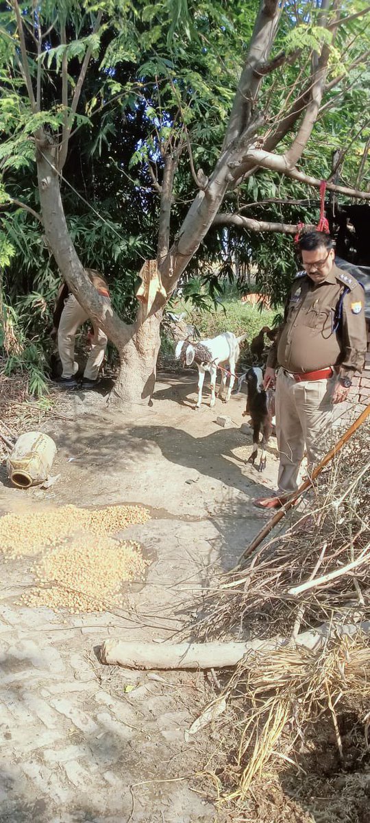 upexcise's tweet image. ▪️प्रयागराज-आबकारी टीम ने थाना करछना क्षेत्र के ग्राम कैथी तथा थाना नैनी अंतर्गत माधोका मोहब्बत गंज में दबिश दी।
▪️35लीटर अवैध कच्ची शराब बरामद की गई। 
▪️200 किलोग्राम लहन मौके पर किया। @UPGovt @nitinagarwal_n
@ChiefSecyUP @UPCane @InfoDeptUP @Uppolice @DM_PRAYAGRAJ