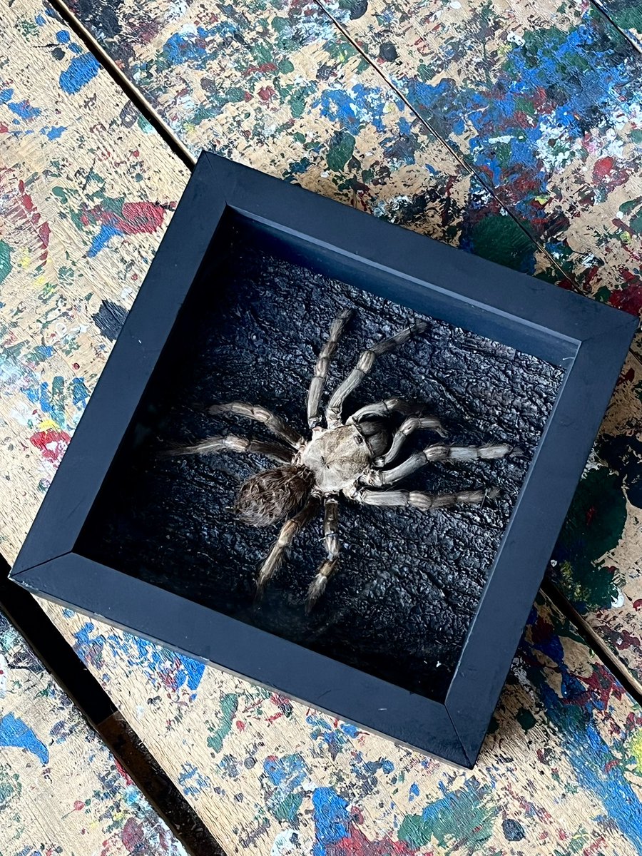 タランチュラの標本 新作 壁掛け出来るタランチュラの標本