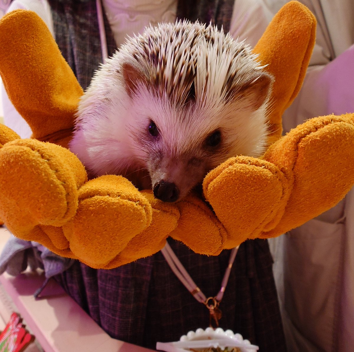 お触りできた中ではハリネズミさんが一番のんびりしてて意外だった