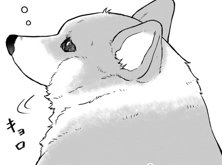 tono_to_inu's tweet image. ぽんやりコーギー🫧

#殿と犬