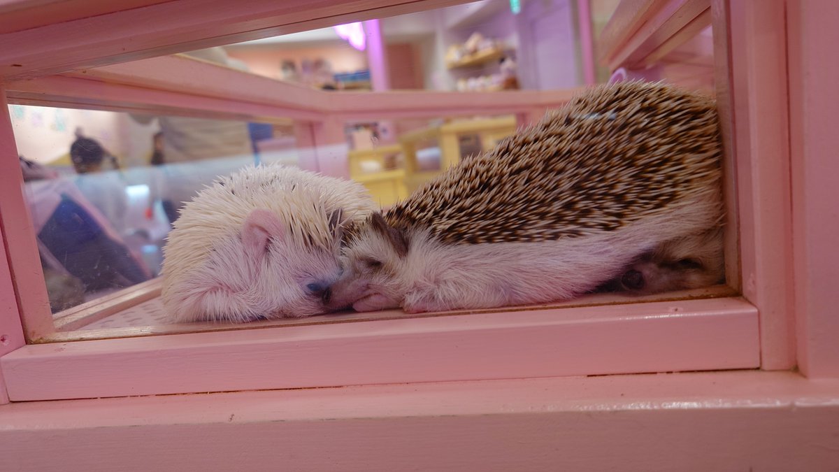 雛菊堂　タチムラシオリ様　ハリネズミちゃん お触りできた中ではハリネズミさんが一番のんびりしてて意外だった