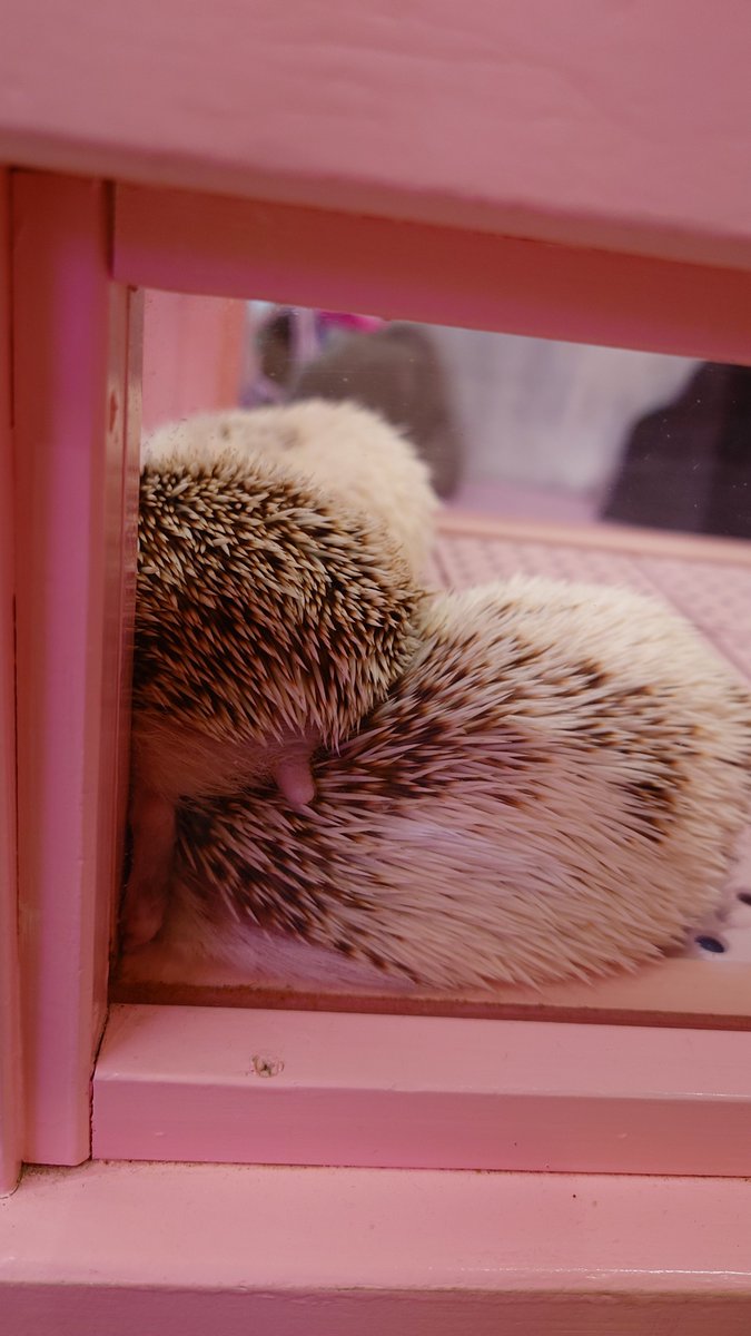 お触りできた中ではハリネズミさんが一番のんびりしてて意外だった