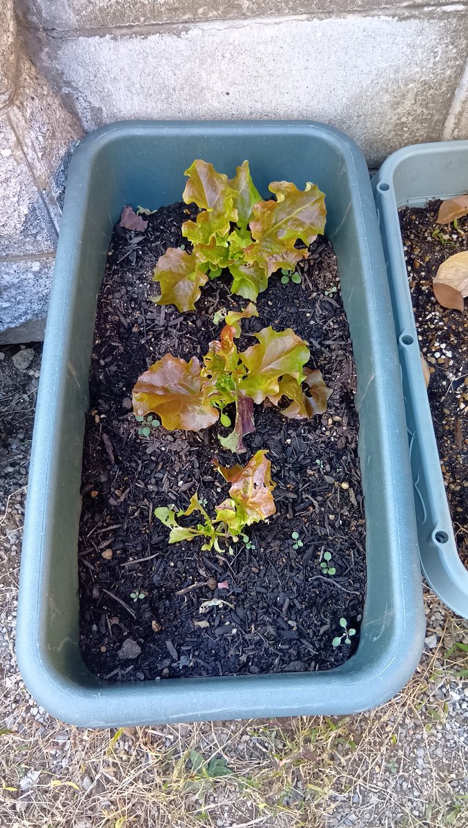 SW27038693's tweet image. サニーレタスの葉を
食い散らかしたのは
どこのどいつだぁい❓️💢

#家庭菜園
#サニーレタス
#にしおかすみこ