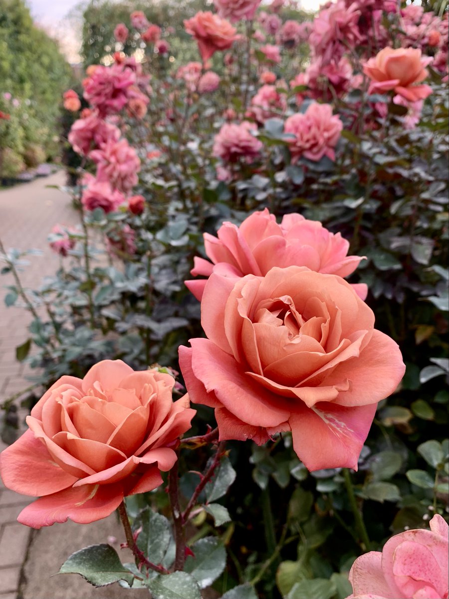 クリスマス・ディスプレイ」開催中の園内では、秋バラがまだ見頃となっ