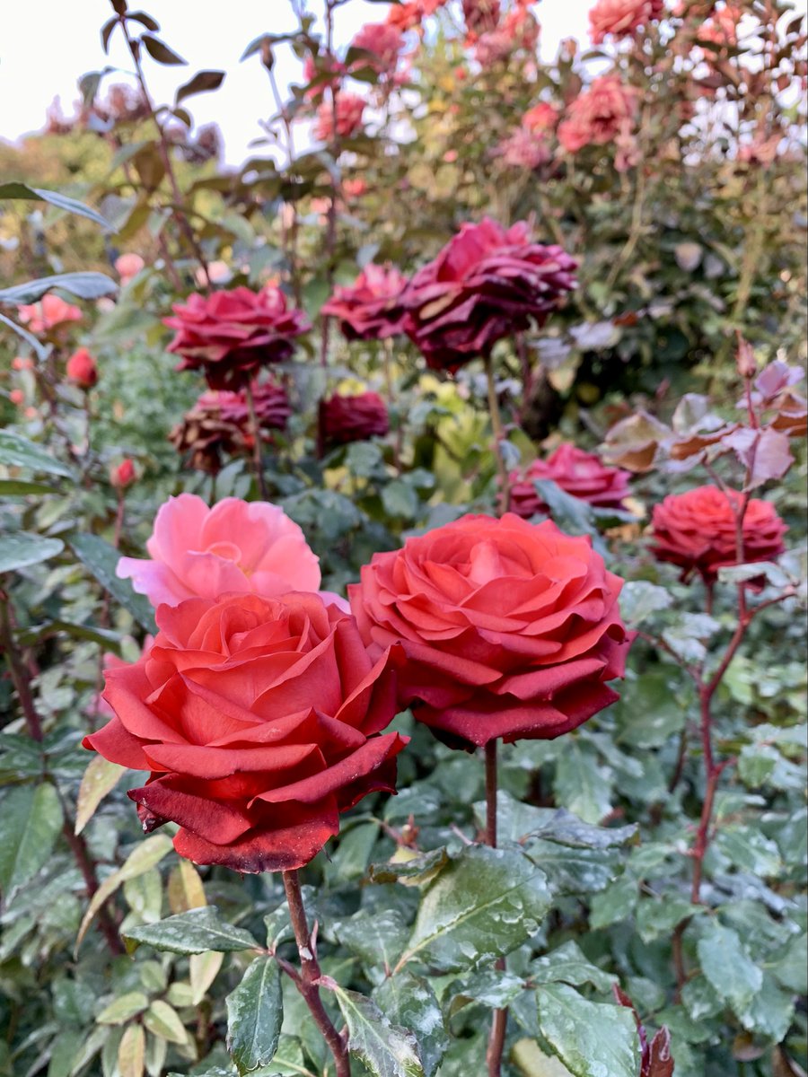 クリスマス・ディスプレイ」開催中の園内では、秋バラがまだ見頃となっ