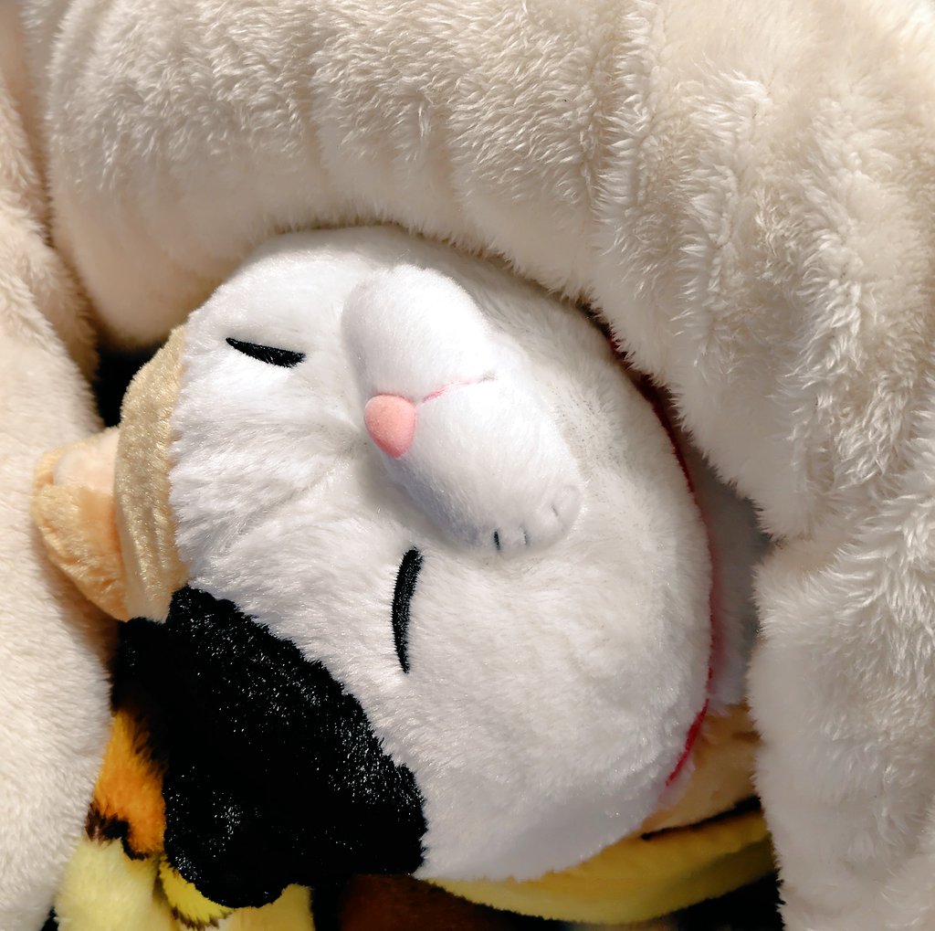 sasanqua0406's tweet image. ぬくぬくニャ〜🐱
#ひげまんじゅう