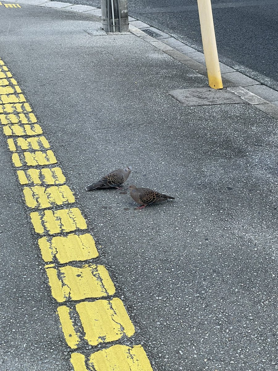 souko1go's tweet image. 全然動かなかった鳩