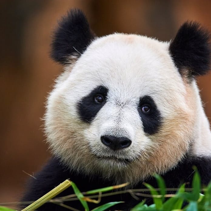 パンダ