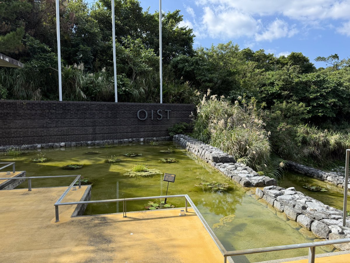 ningzuotao's tweet image. Fantastic Conference #iconip2025 #osit