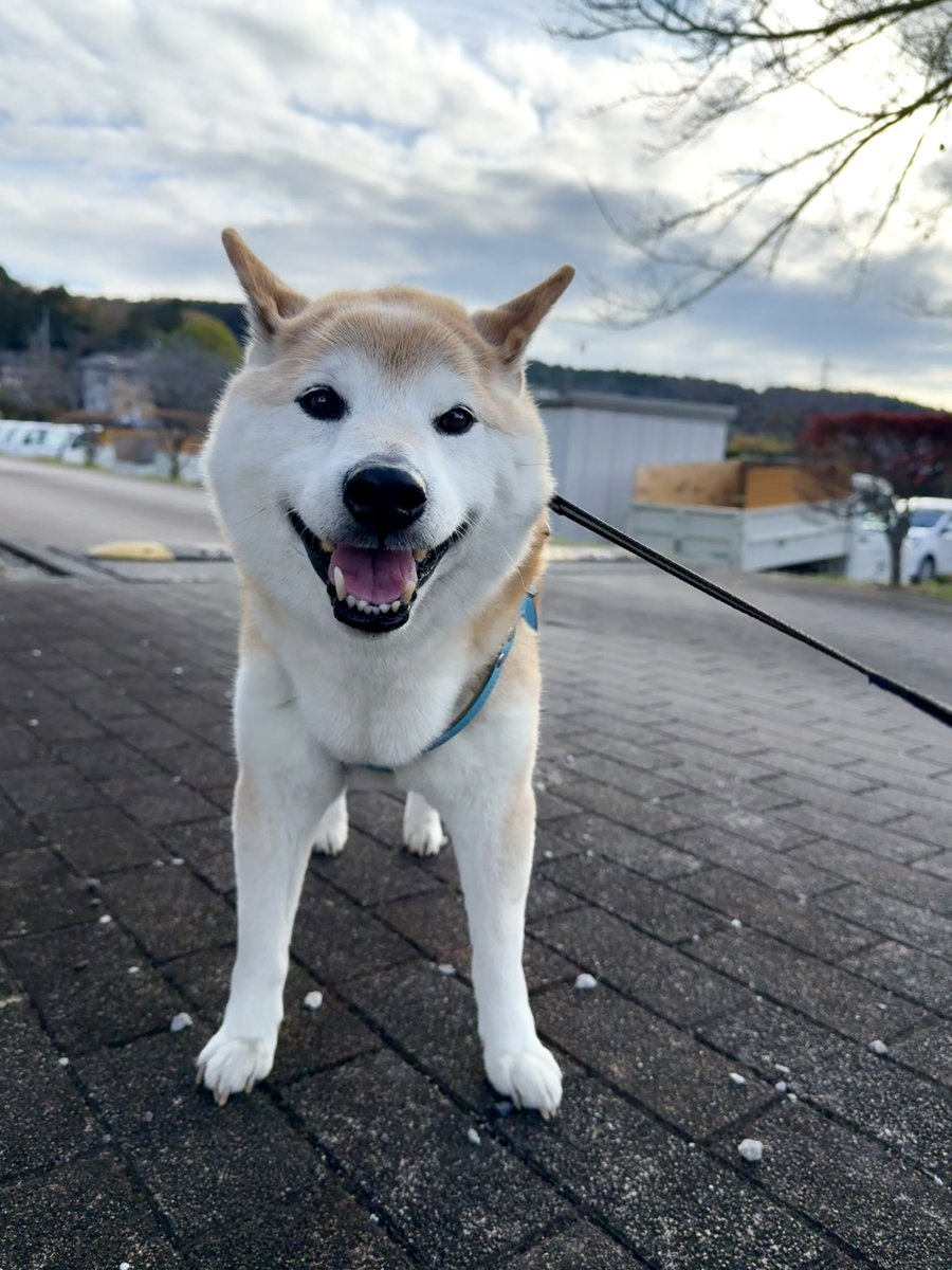 福丸 (@totomo_fukumaru) / Posts / X