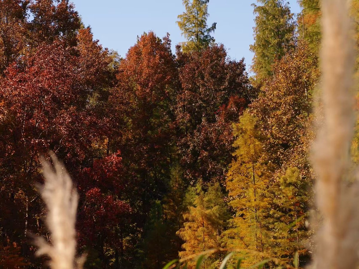 杭州夫妻 tweet media