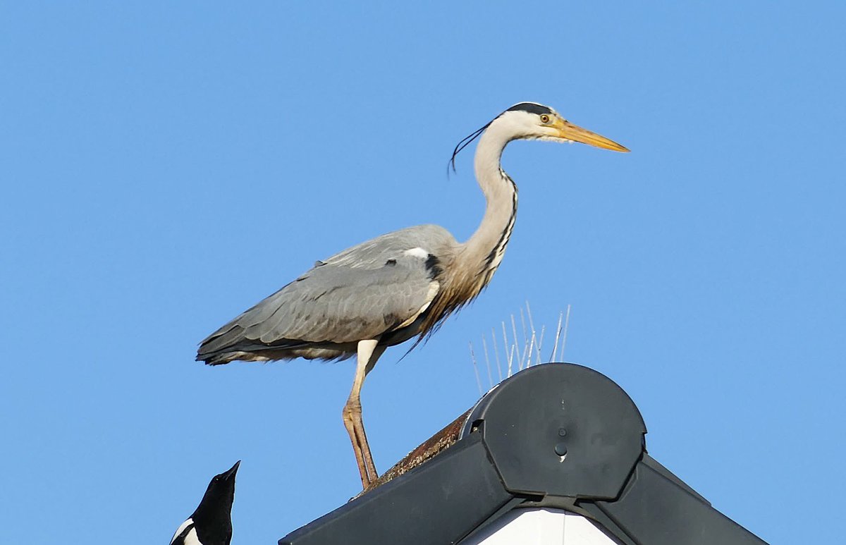 Heron getting a close inspection from a Magpie 🤔🥰
