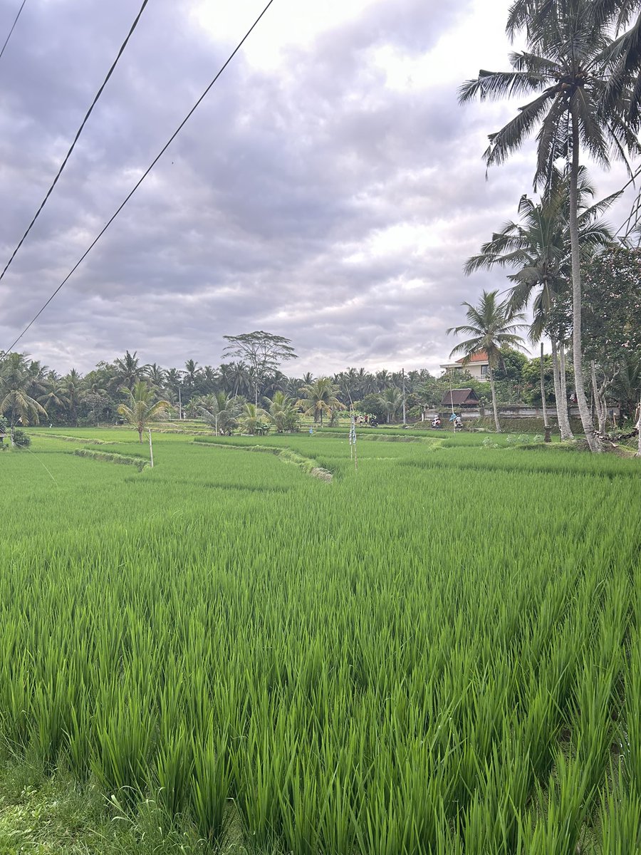 esavior61's tweet image. Gulem