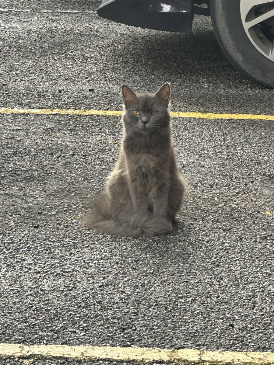 Confirm kena buang ni…….
Siapa la yang buang awak kelabu oi…