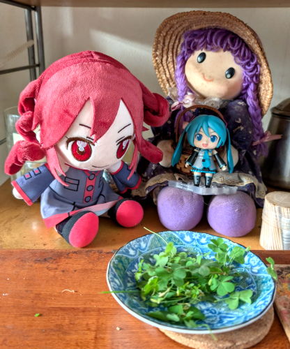 #野草 
無料の食材の補充。
庭のカタバミ。(0ω0)