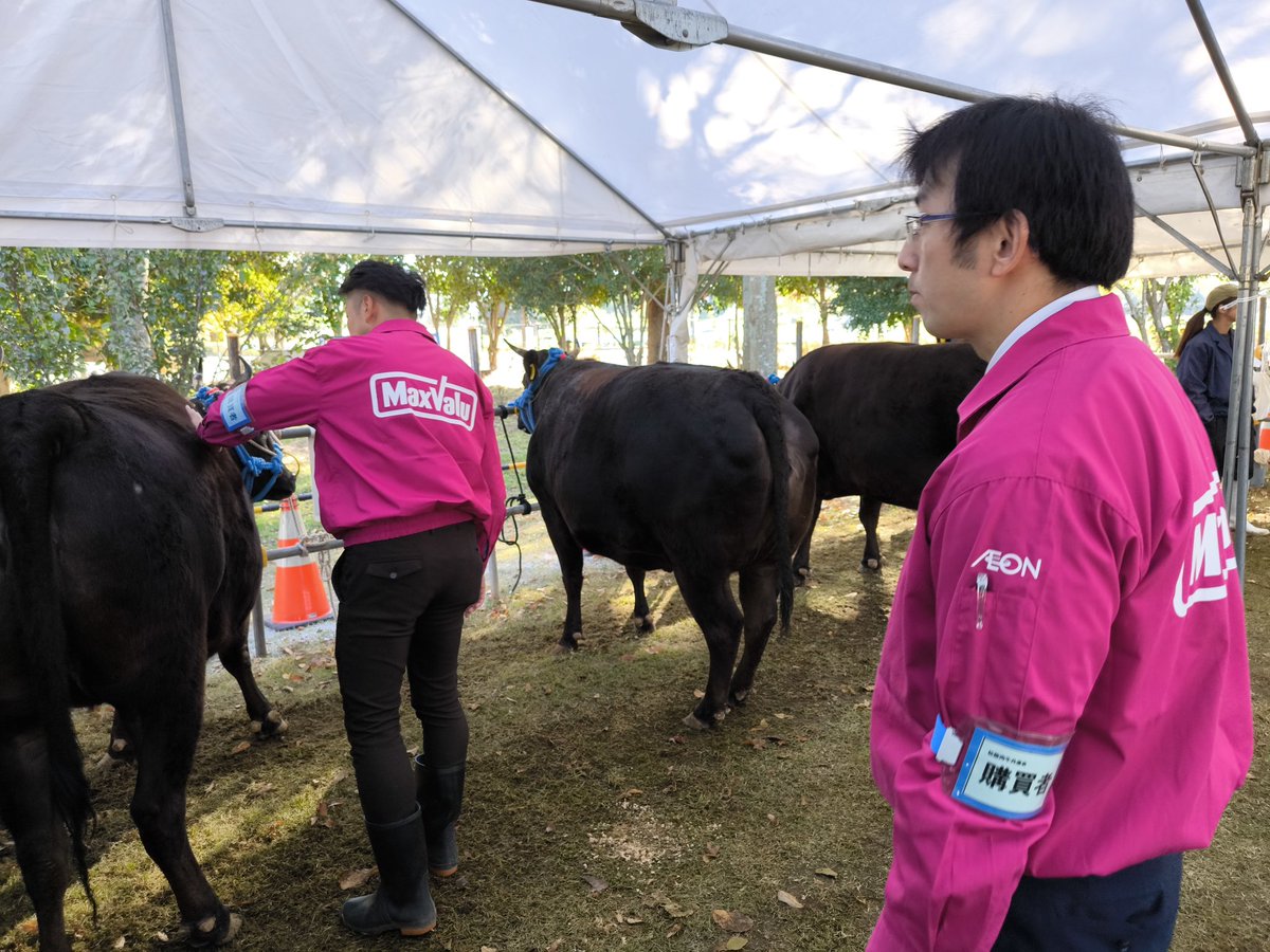 tokai_maxvalu's tweet image. 13時からセリ市です！
只今、バイヤーさんは最終確認中🧐

牛を見る目にも力が入ります…🔥

#共進会
#松阪市
#三重県
#マックスバリュ東海