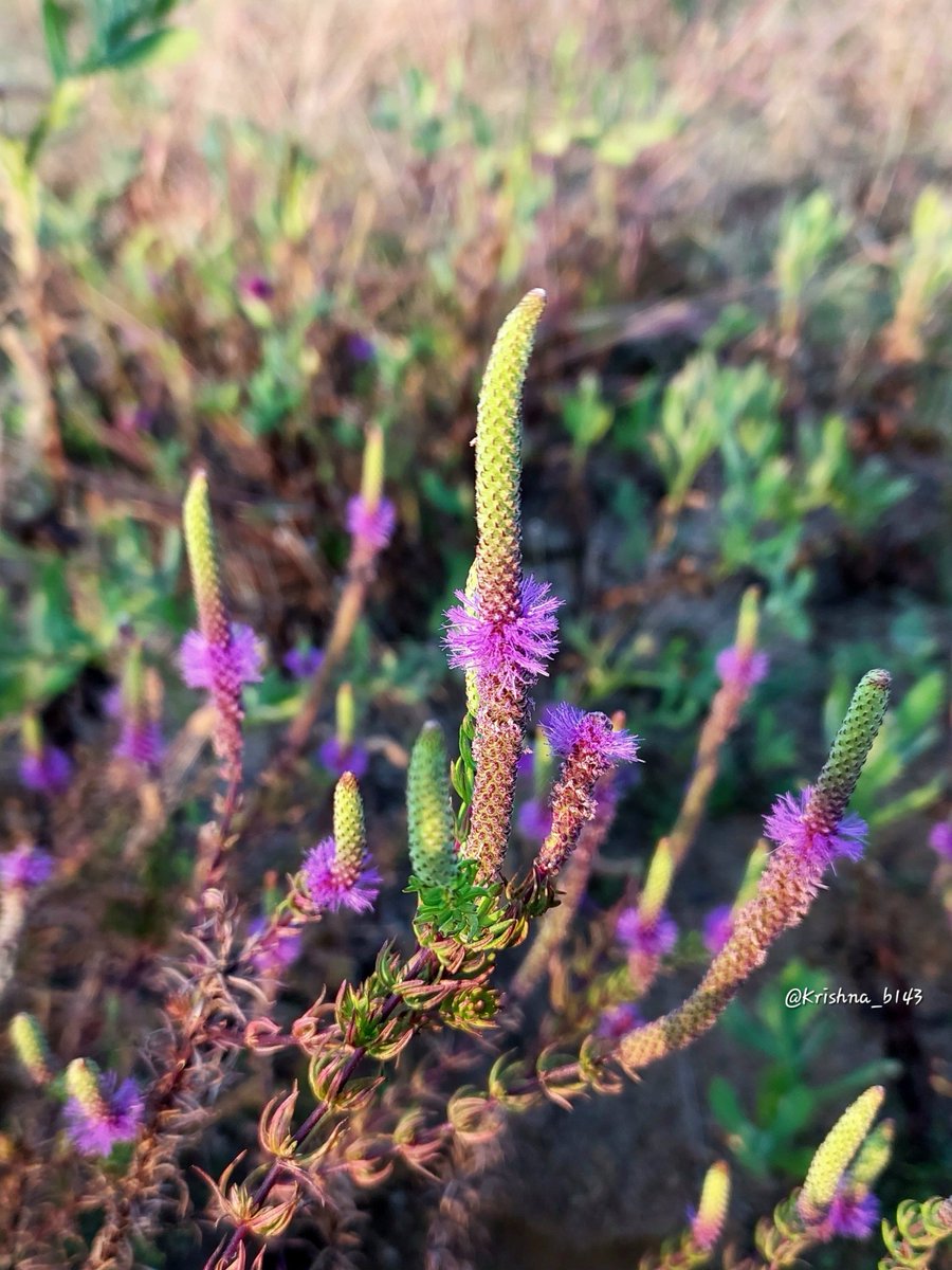 जांभळी मंजीरी
#Deccan_Shrub_Mint
#माझाक्लिक
