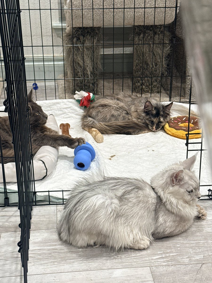 We got a new kennel for the puppy. Apparently he isn’t allowed in.