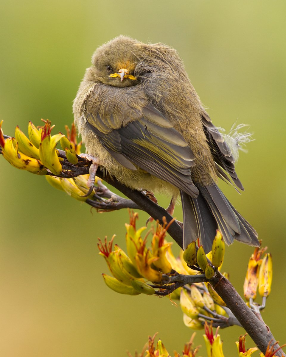 DrPaulSorrell's tweet photo. A shy korimako (bellbird) juvenile on mountain flax. #birdphotography #TwitterNatureCommunity #BirdsOfTwitter #birds #nzbirds #wildlifephotography #NaturePhotography #BBCWildlifePOTD #ThePhotoHour #PhotoOfTheDay #Bellbird #Korimako #Fluffy #Cute #CuteBird #Floofy #FluffyPuffy https://t.co/5K0vw9xEZU