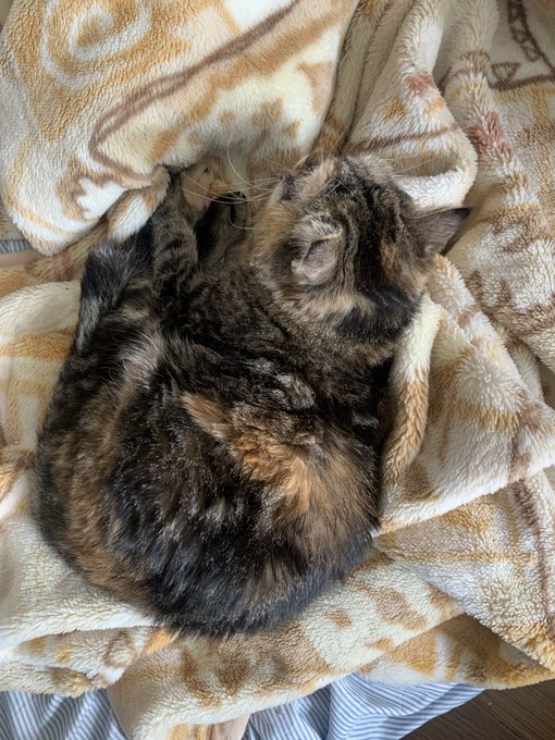 トリ〇の毛布はやらん( ˇωˇ )…zzZ('Д`)⁉️ 