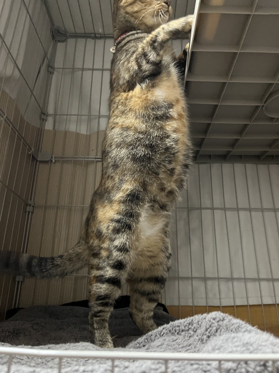 donchintan696's tweet image. マニア向けﾎﾟﾝﾎﾟﾝ