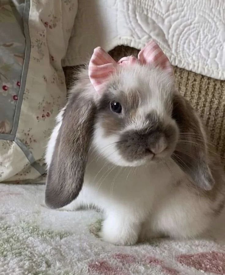 nampunny's tweet photo. 🎀 #nampingster https://t.co/9TZW6CgjXn