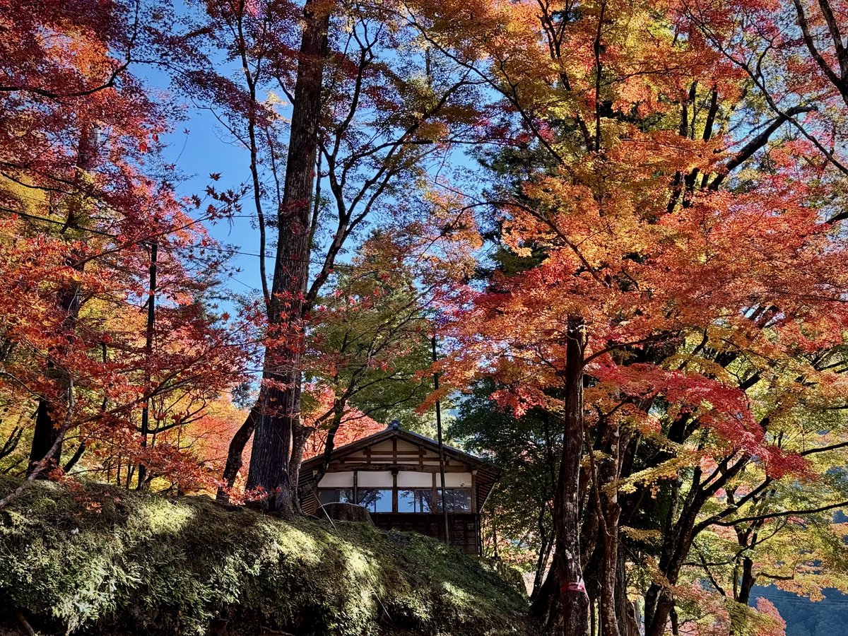 photobeginner2's tweet image. ◾︎ iPhone 16 Pro
◾︎ ISO100
◾︎ F1.78
◾︎ 1/243s
#iPhone16Pro #紅葉 
#花が好きな人と繋がりたい 
#写真好きな人とつながりたい 
#写真撮ってる人と繋がりたい 
#カメラ好きな人と繋がりたい 
#カメラ女子