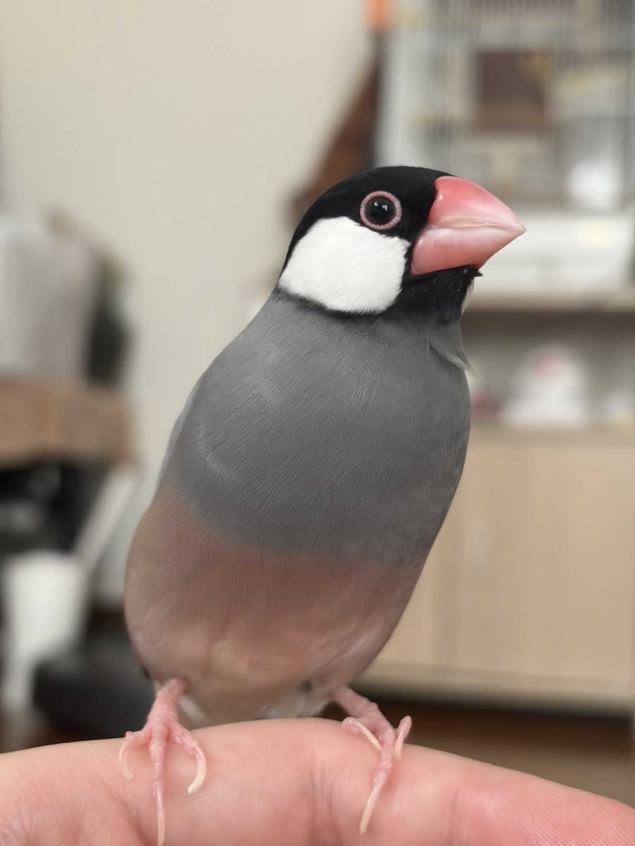 まんまるおめめ