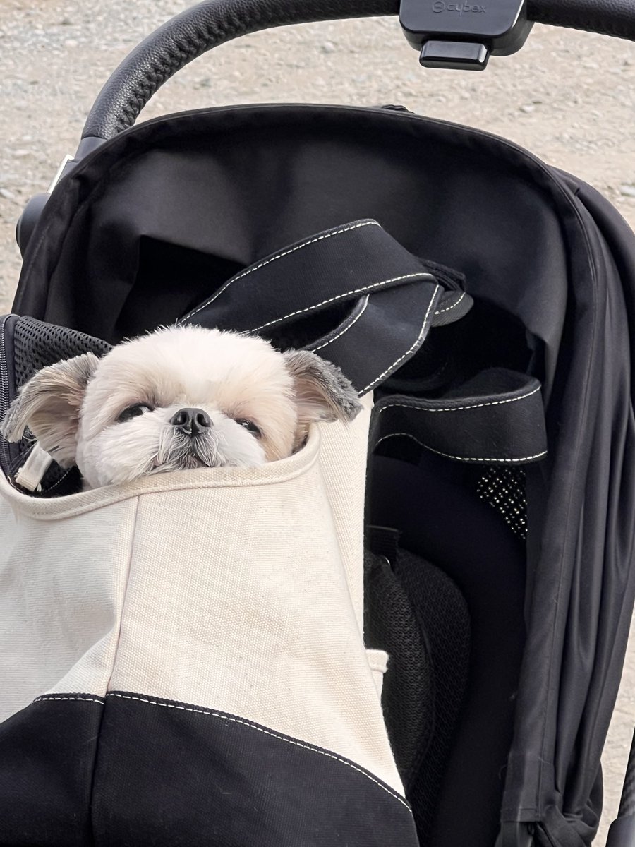 たむたむ (@tamtam_kun) / Posts / X