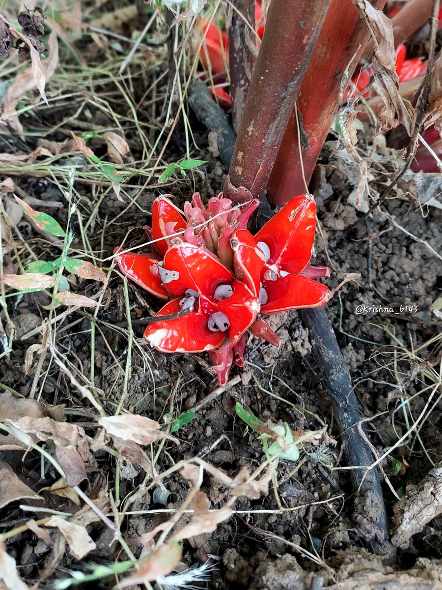 रान आले
#Wild_Ginger
#Curved_Stem_Ginger
#माझाक्लिक