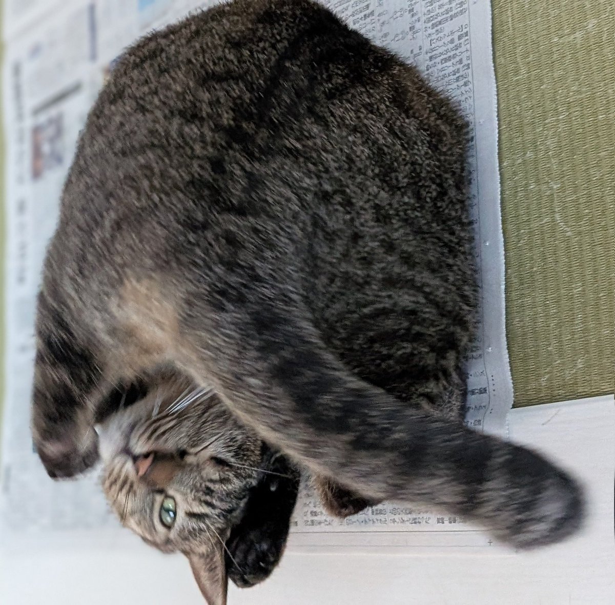 マロの打ち合わせページ Post by れおまろ on X: Q？