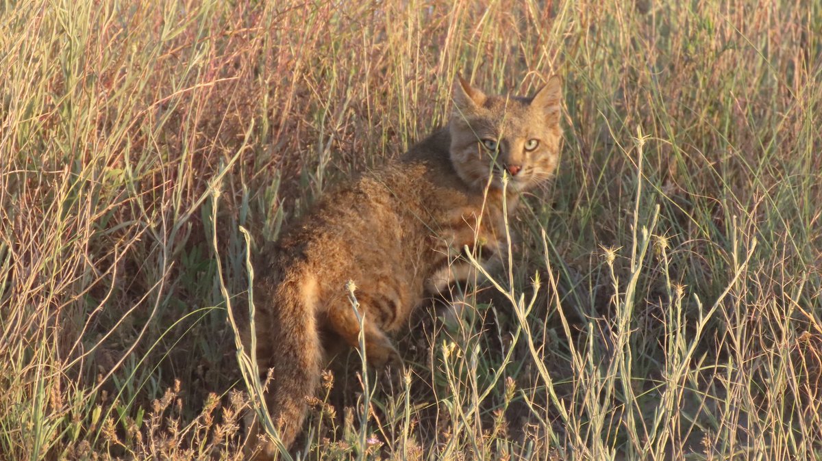 Encuentro cercano con uno de los felinos más esquivos: el gato del pajonal.
