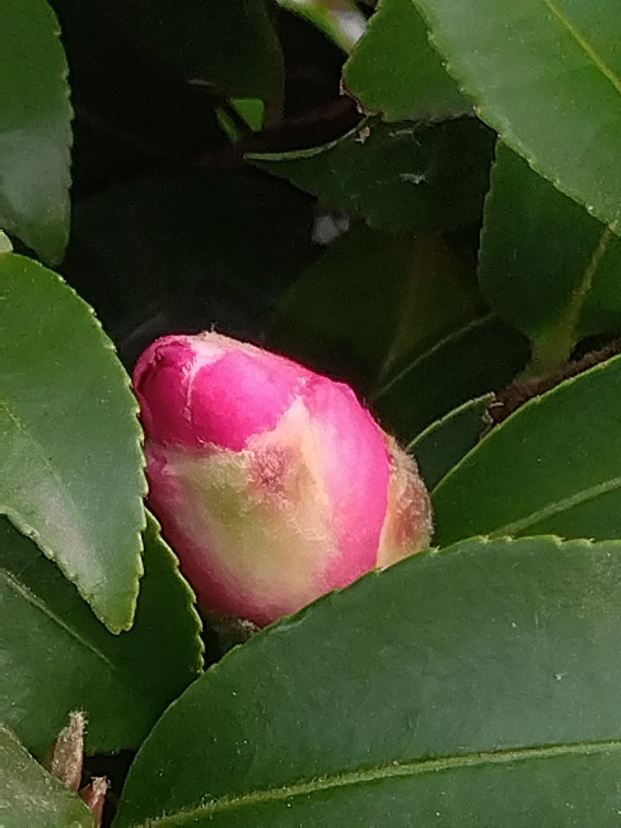 生け垣の方の山茶花が1輪咲いてました。蕾もだいぶ色づいてます。