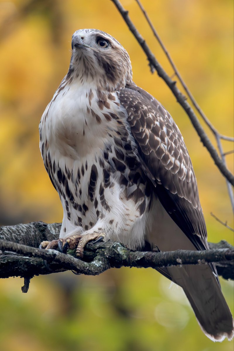 alexcritelli1's tweet image. Red Tailed Hawk in the Ramble this afternoon after eating a meal ( rat ) 
#birdcpp