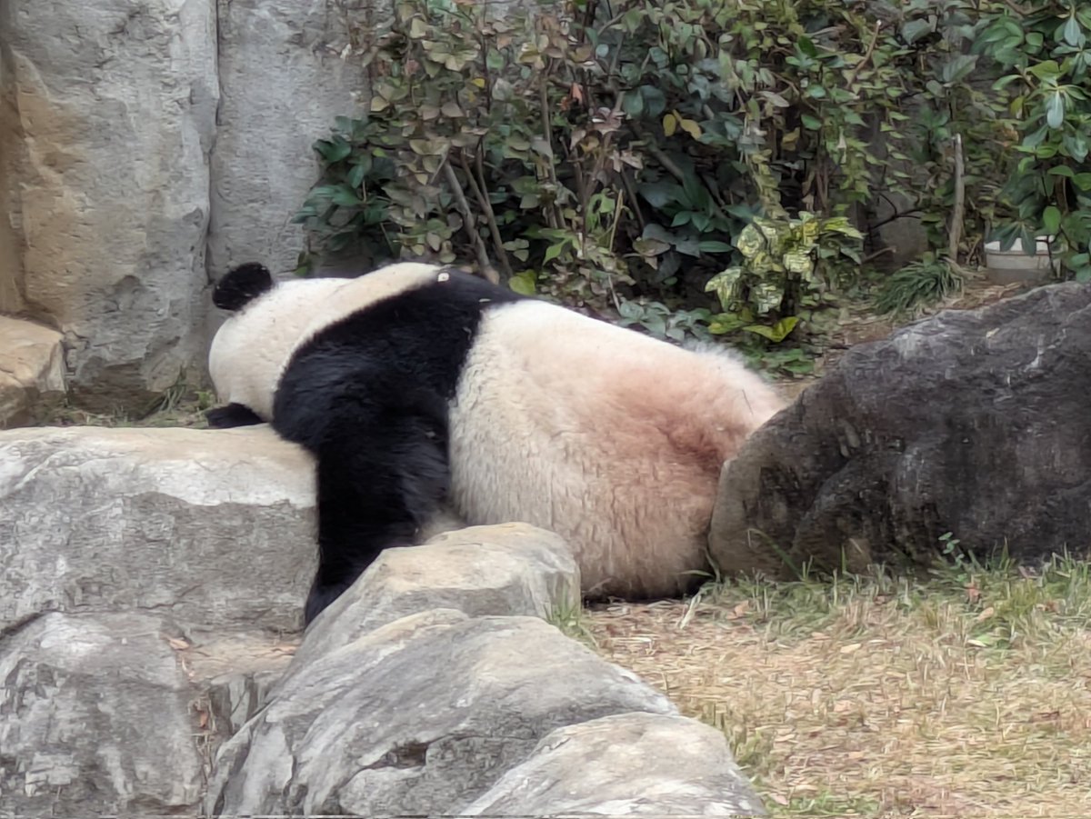 土曜日の朝に駅の周りによくいるおっさんみたいになってパンダ。