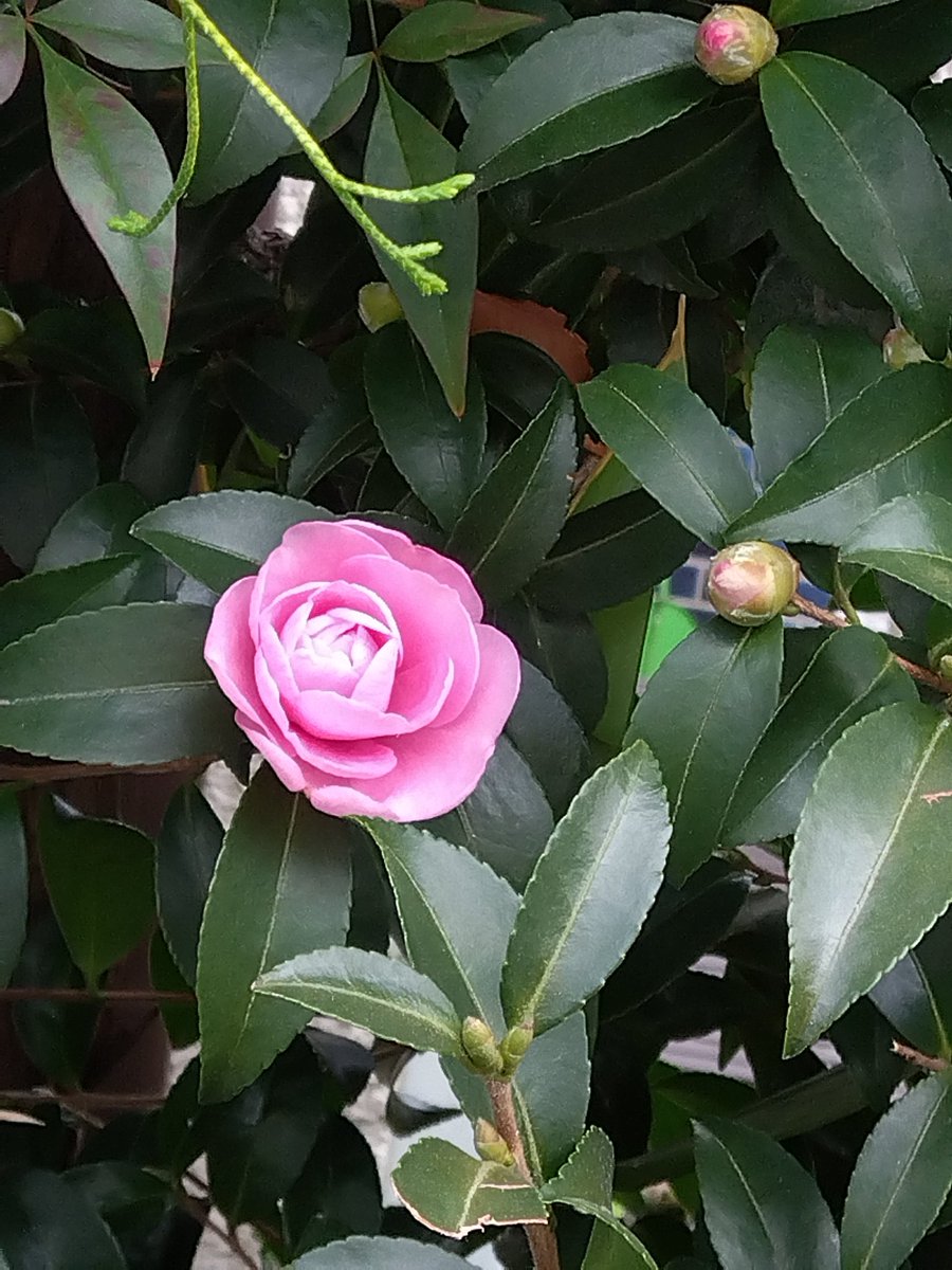 ご近所の薄ピンクの山茶花の花。