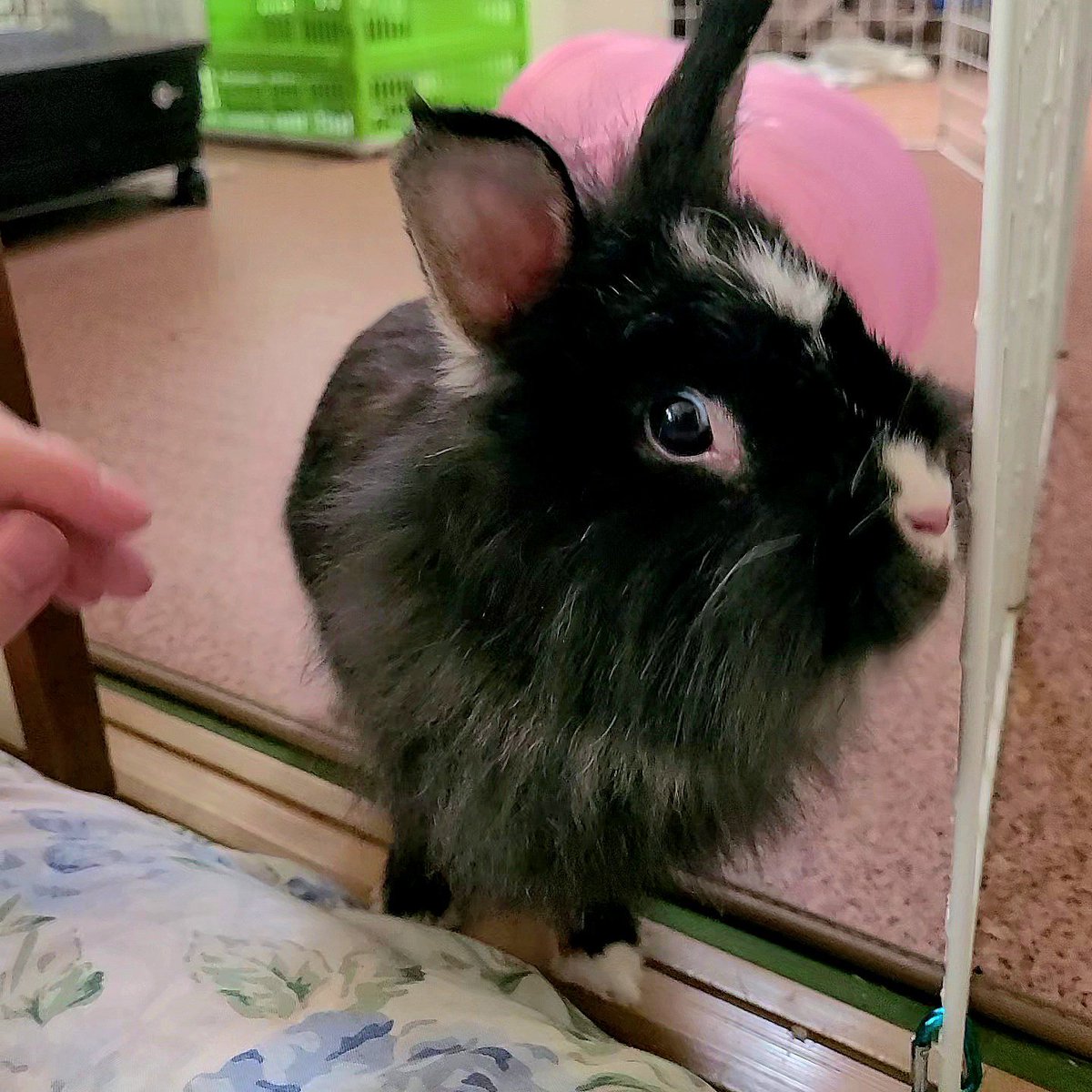 うぱ🐇 (@upa_rupan) / Posts / X