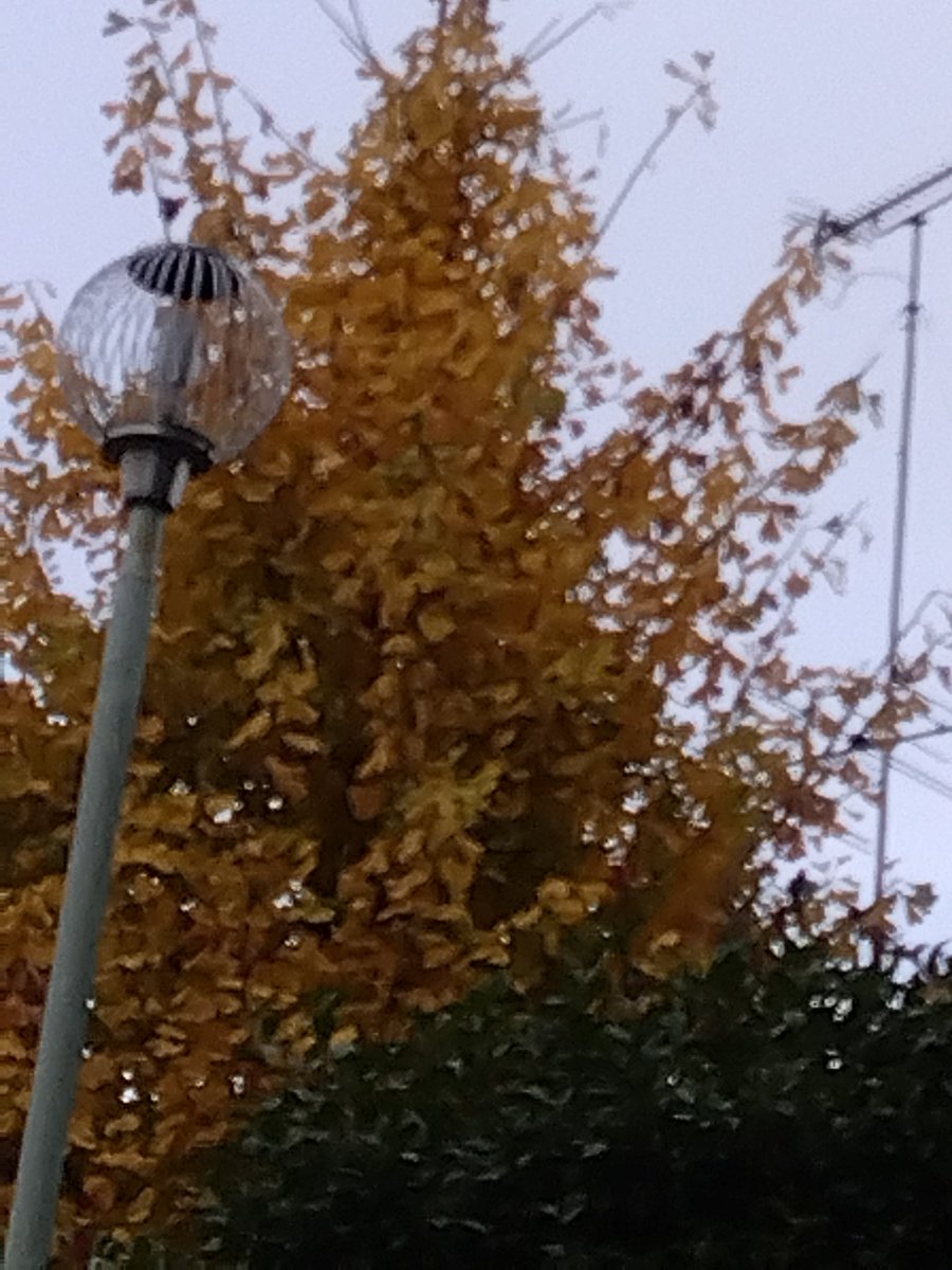 近所の公園の紅葉したイチョウ。