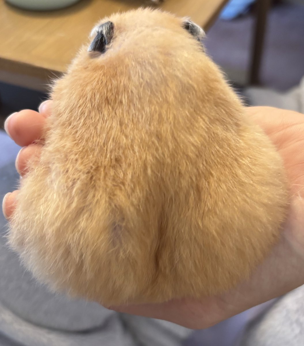 立派なハムケツ💕

#ハムスター
#キンクマハムスター