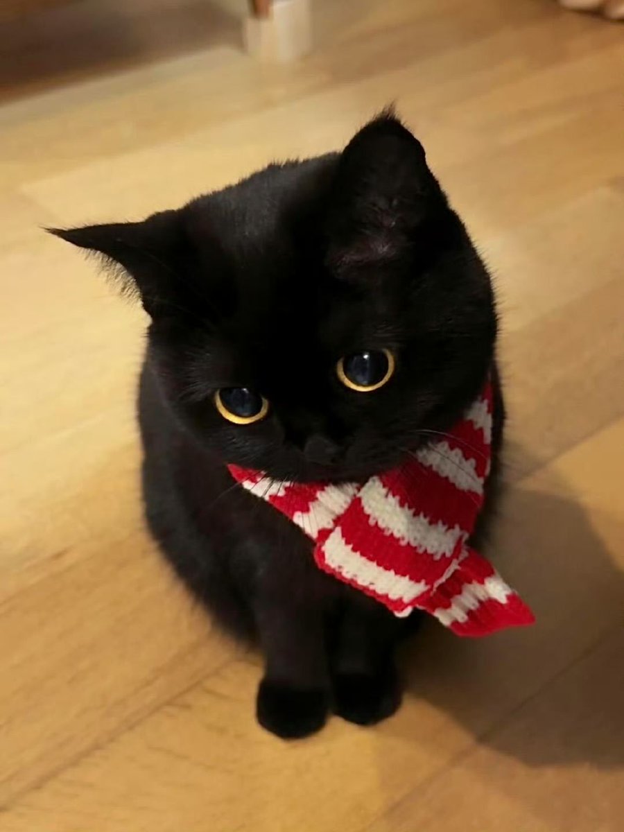 CuteCatsMagic's tweet image. 