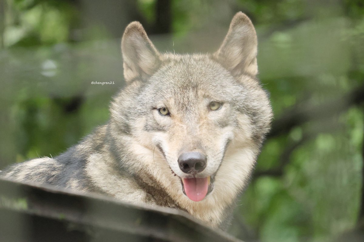 にぱにぱゼン #富山市ファミリーパーク #シンリンオオカミ