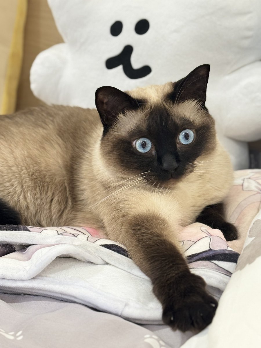 小沢です President Ozawa retires from the Tigers!? Investing billions in