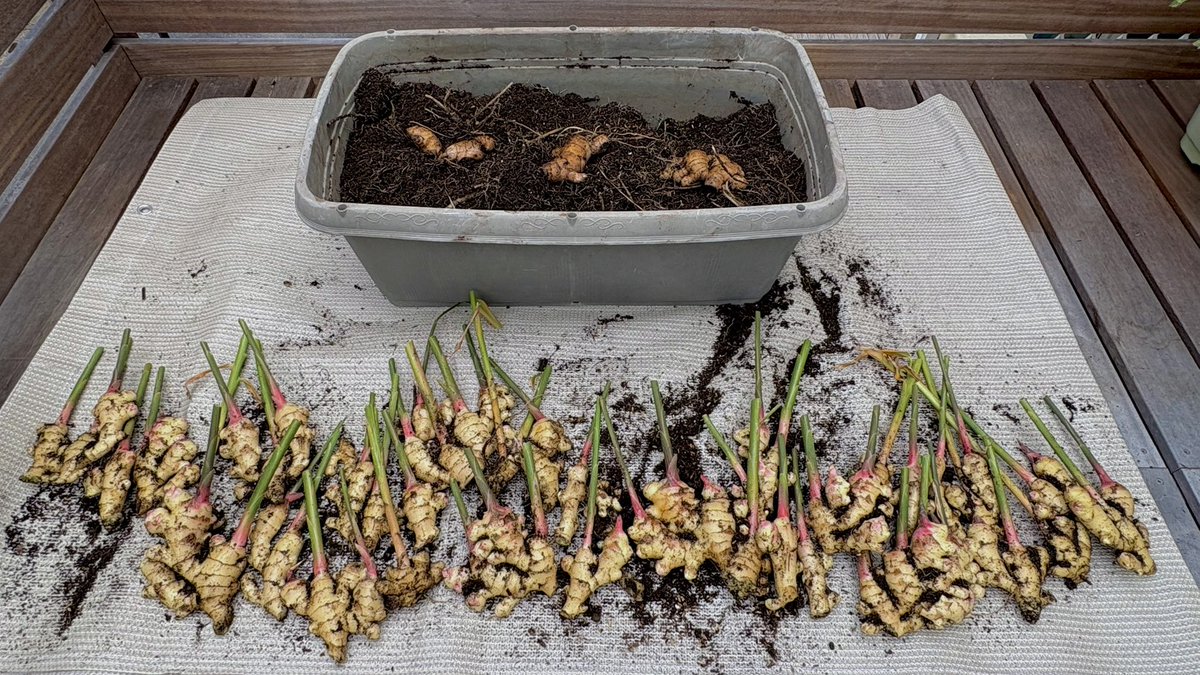 HACK1136's tweet image. 信じられるかい？

これ、生姜を3つ植えただけなんだぜ？