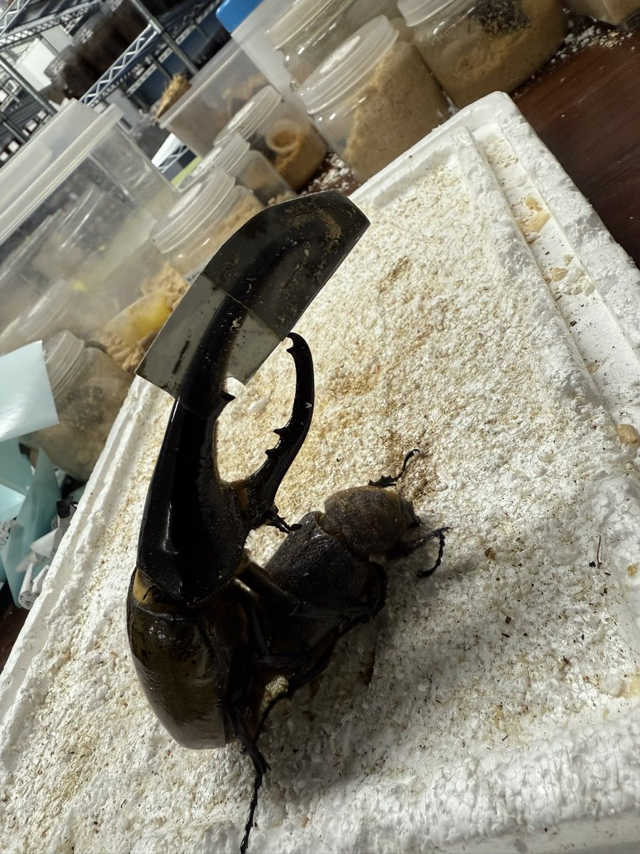 MasaH【Seraphim】 (@MasaH1973) / Posts / X